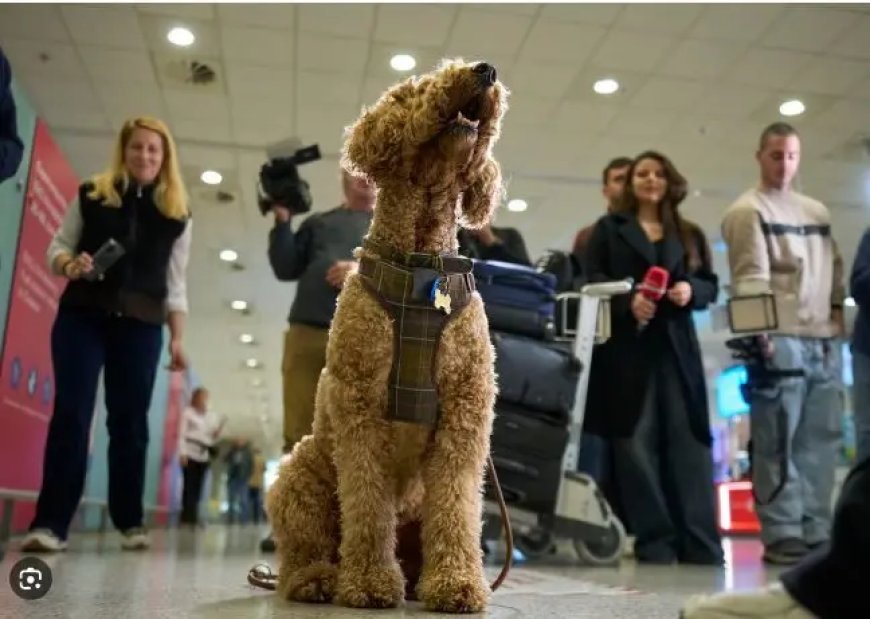 Griekenland evacueert mensen en huisdieren uit oorlogsgebied