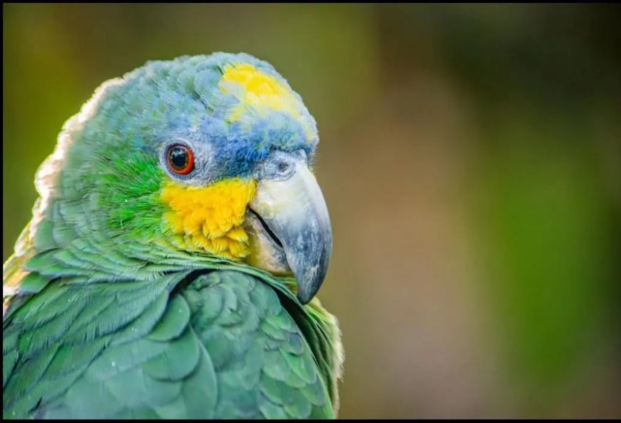 Parrots reisden duizenden jaren geleden al ver