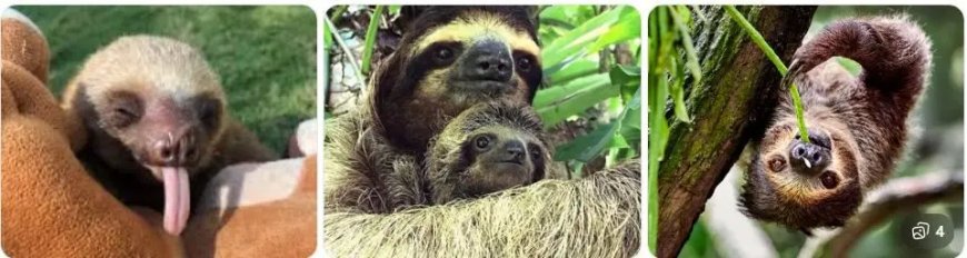 Geredde luiaards herstellen na stress