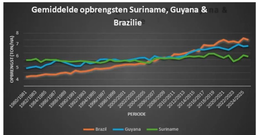 Surinaamse rijstsector onder druk: keuze nodig