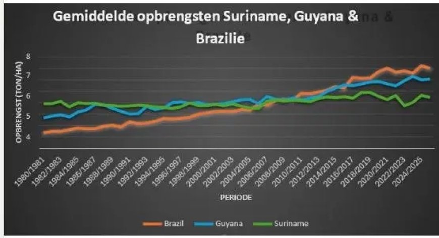 Surinaamse rijstsector moet snel veranderen om te overleven