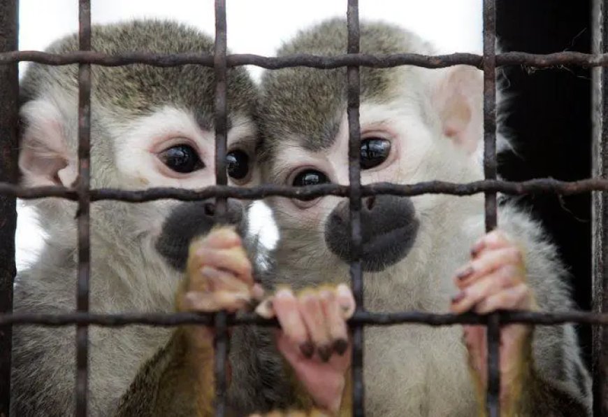 Suriname exporteerde in 2024 12.060 dieren, hoogste aantal in 8 jaar tijd