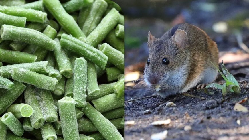 Opmerkelijk – Dode muis in zak sperziebonen van Jumbo