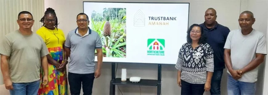 Eerste ananastelers krijgen lening voor opschaling productie