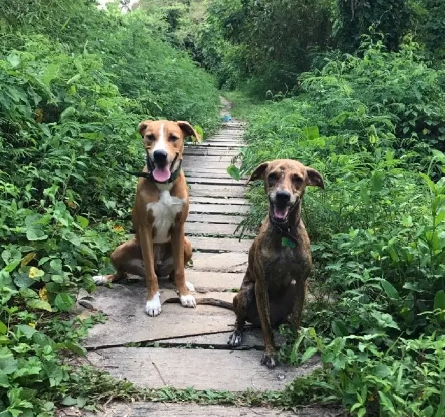 Zwerfhonden blijven een zorgpunt: probleem groeit, aanpak blijft lastig