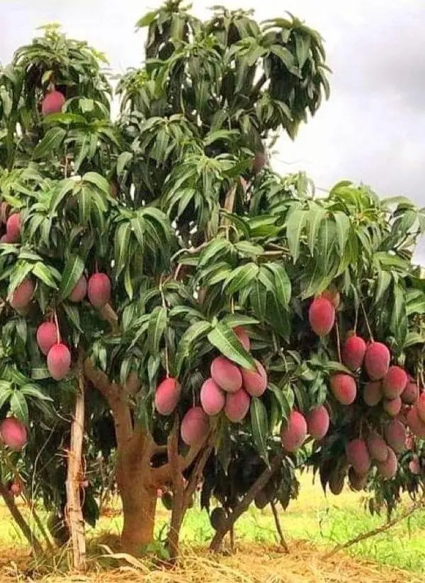 Vruchtbomen mijden vanwege diefstal en onveiligheid