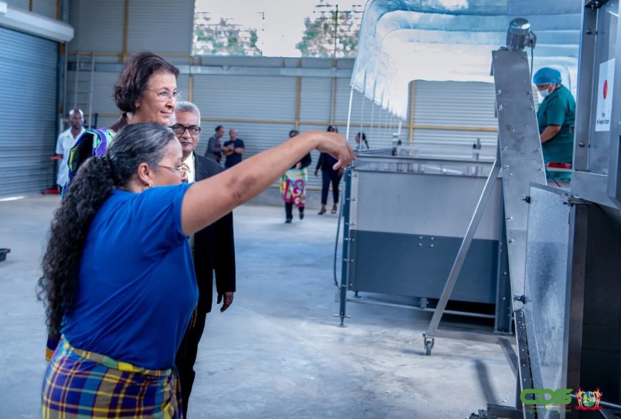 Nieuwe cassavemachines versterken agrosector, lessen uit verleden blijven relevant