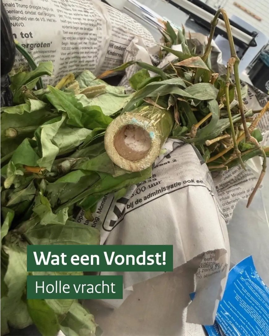 Drugs verstopt in bamboe onderschept in Nederland