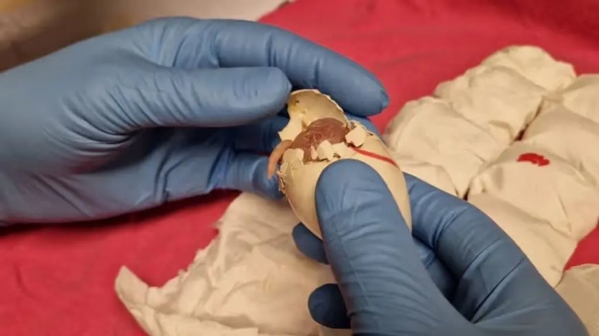 261 gesmokkelde papegaaieieren gevonden in handbagage op Schiphol