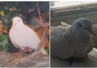 Duif breekt record en leeft uitzonderlijk lang