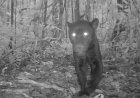 Zwarte jaguar gespot in Amazonegebied Ecuador