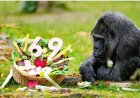 Oudste gorilla in gevangenschap wordt 69