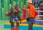 Orang-oetans gedwongen te boksen voor toeristen in Bangkok