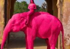 Olifant in India roze geverfd voor fotoshoot en sterft enkele maanden later 