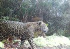 Zeldzame waarneming van ‘wolken jaguar’ in Honduras geeft hoop 