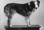 WIST U DAT: In 1923 Bobbie the Wonder Dog de 4000 km lange weg terug naar huis vond?
