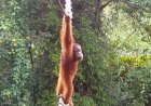 Opmerkelijk – Orang-oetan loopt op boombrug over drukke weg Sumatra