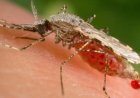 Suriname moet waakzaam blijven ondanks malariavrije status
