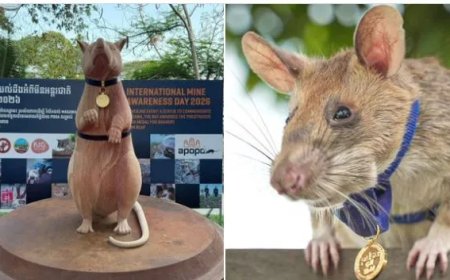 Heldhaftige rat geëerd met standbeeld in cambodja