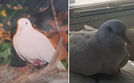 Duif breekt record en leeft uitzonderlijk lang