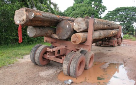 Weinig belangstelling bij houtindustrie voor internationale certificering
