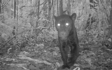 Zwarte jaguar gespot in Amazonegebied Ecuador