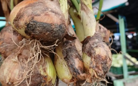 Bijzondere ontwikkeling in Nickerie: uienteelt trekt aandacht