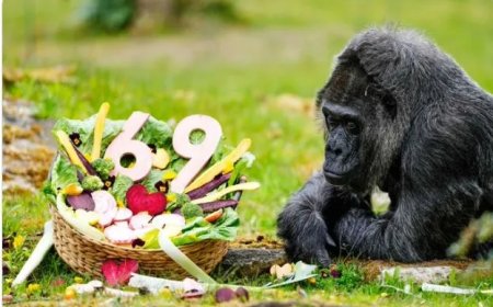 Oudste gorilla in gevangenschap wordt 69