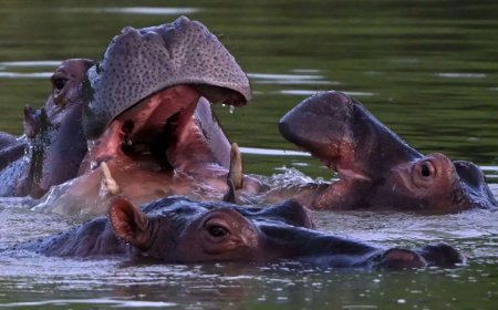 Colombia wil nijlpaarden van Escobar doden