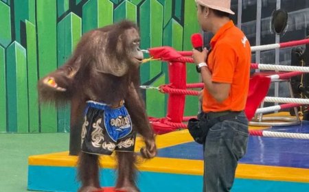 Orang-oetans gedwongen te boksen voor toeristen in Bangkok