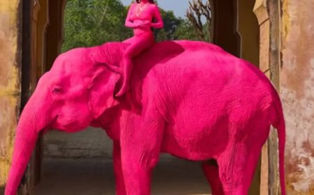 Olifant in India roze geverfd voor fotoshoot en sterft enkele maanden later 