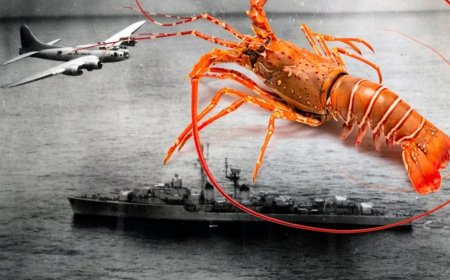 WIST U DAT: Kreeft bijna tot oorlog tussen Frankrijk en Brazilië leidde?