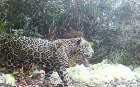 Zeldzame waarneming van ‘wolken jaguar’ in Honduras geeft hoop 