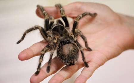 Duitse machinist vindt 20 vogelspinnen in achtergelaten pakketje
