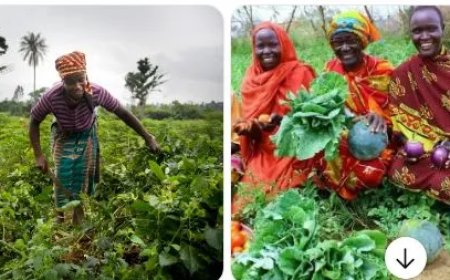 Kleine boeren kwetsbaar bij crises