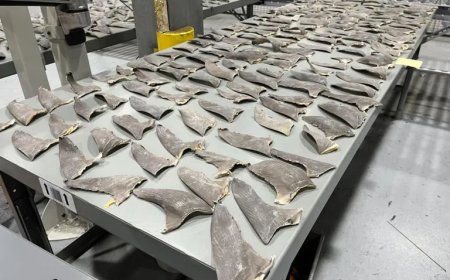 Autoriteiten VS nemen 50.000 haaienvinnen in beslag, vermomd als auto-onderdelen