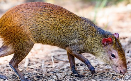 Midden-Amerikaanse agoeti duikt op in bosgebied in Polen