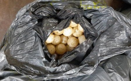 Illegale schildpadeieren onderschept bij controlepost