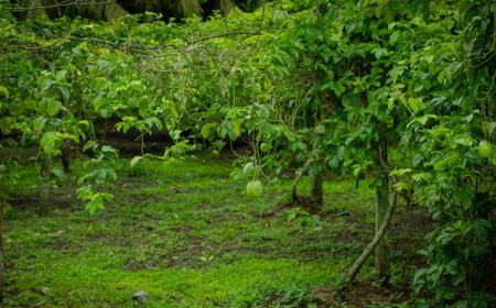 Markoesa-project moet nationale productie versterken