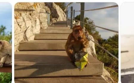 Apen eten aarde door invloed van toeristen