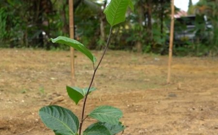 Markoesa-project in Saramacca moet landbouwproductie en inkomens versterken