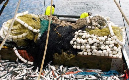 Ze hebben het net niet begrepen – toezichthouders vissen achter het net  