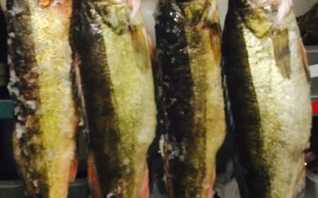 Chaos bij VKI: “De vangst is bedorven door de oppas”