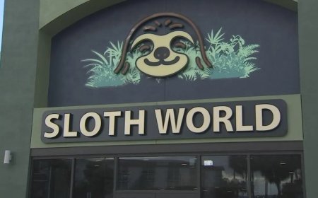 31 luiaards nog voor opening Amerikaans dierenpark omgekomen van de kou