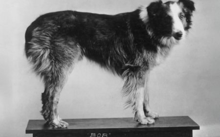 WIST U DAT: In 1923 Bobbie the Wonder Dog de 4000 km lange weg terug naar huis vond?