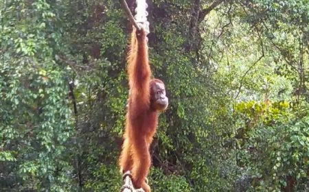 Opmerkelijk – Orang-oetan loopt op boombrug over drukke weg Sumatra