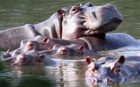 Ambani biedt opvang voor Escobar-nijlpaarden om afschot te voorkomen