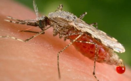 Suriname moet waakzaam blijven ondanks malariavrije status