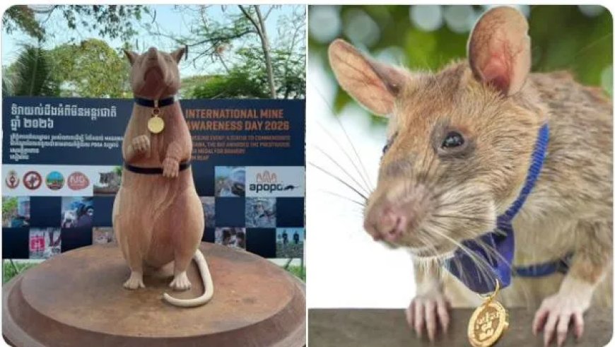 Heldhaftige rat geëerd met standbeeld in cambodja