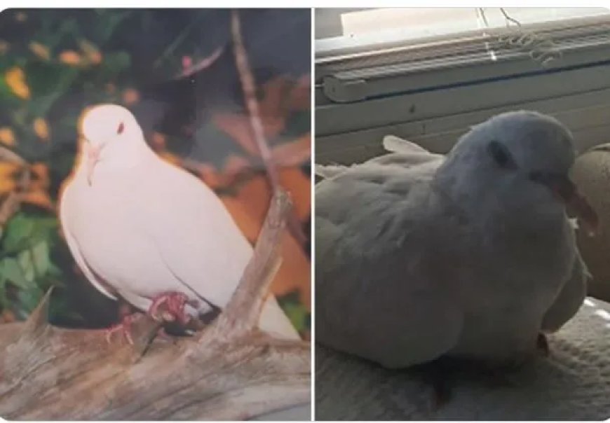 Duif breekt record en leeft uitzonderlijk lang